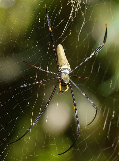 Golden Orb Web Spiders