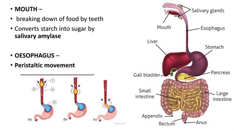 Life Process Explained 的图像结果