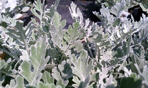 300 Dusty Miller Seeds - (Cineraria Maritima ) Silverdust - Flower ...