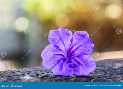 Beautiful Purple Flower - Popping Pod on Blurred Bokeh Nature ...
