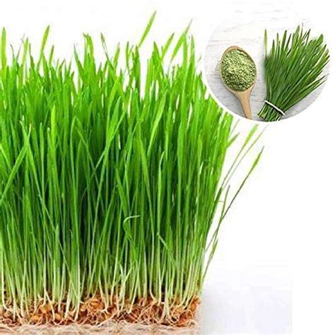 Nooelec Seeds India E Garden Organic Microgreen Seeds- Wheat Grass ...