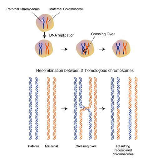 Homologous Recombination