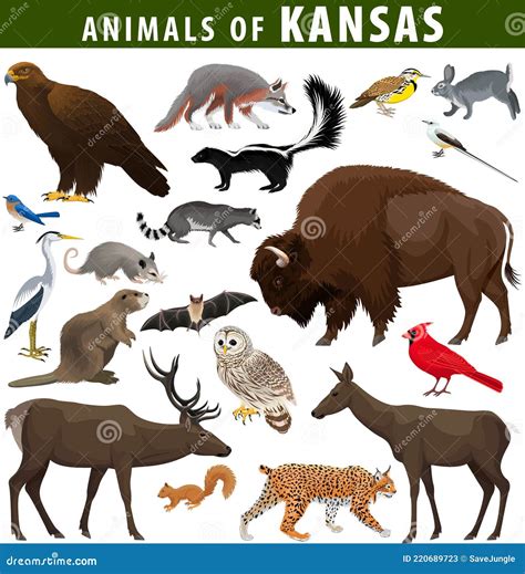 Skunk And Beaver Coloring Pages Vector Illustration | CartoonDealer.com ...