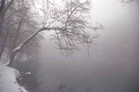 The trunks of deciduous trees covered with snow after a snowfall ...