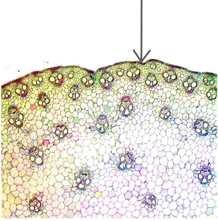 What is the arrow pointing to in this image? \\a. The endodermis on a ...