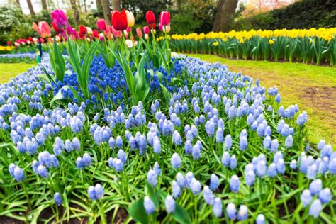 Spring Flower Song 的图像结果
