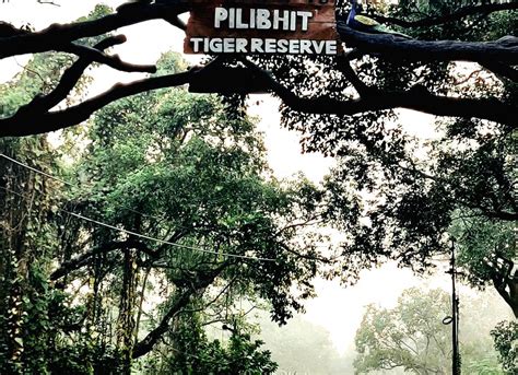 Free Photo:Pilibhit Tiger Reserve