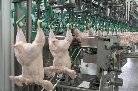 Chicken Processing Machines 的图像结果