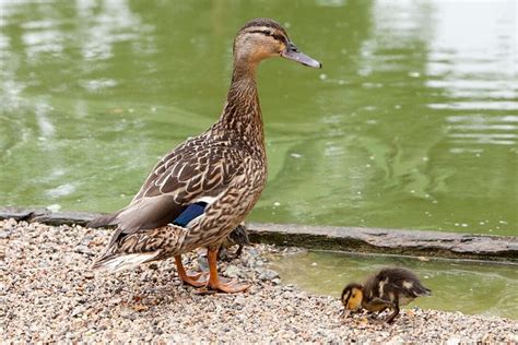 PARKDEAN RESORTS WHITE ACRES HOLIDAY PARK (Newquay, Cornwall ...