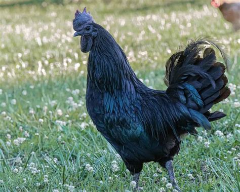 Black Meat Chicken Breeds
