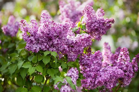 Lilac Bushes Types