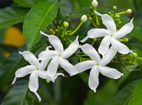 Sampaguita: The Philippines' National Flower