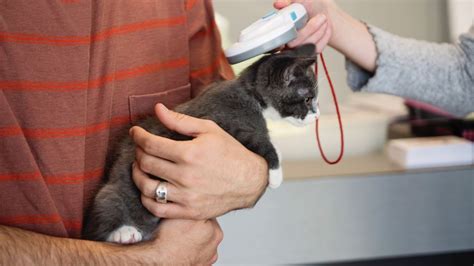 Image result for Help Me Cat