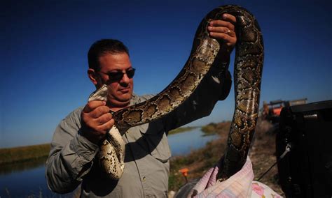 Image result for Eraticate the Python in Florida