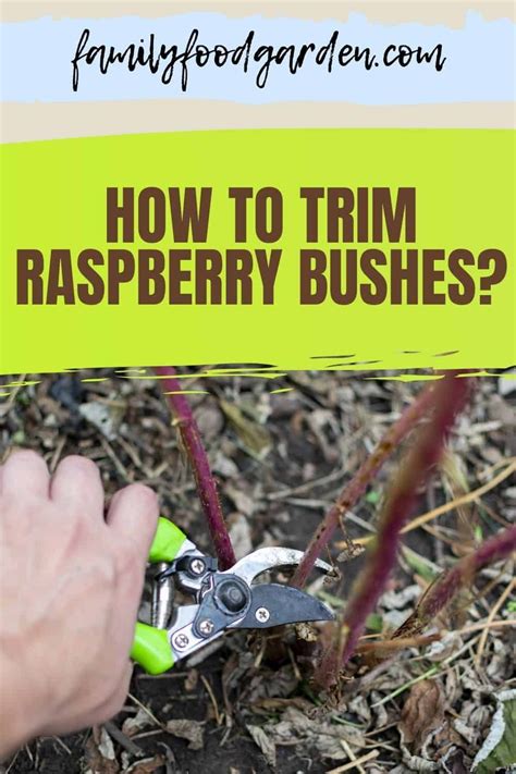 How to Trim Raspberry Bushes in Spring 的图像结果