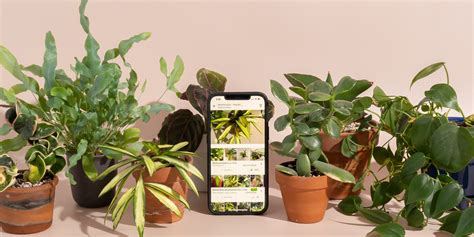 Edible Plant Identification App 的图像结果
