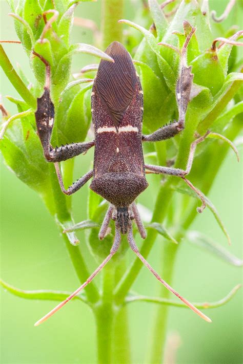 Maryland Biodiversity Project - Eastern Leaf-footed Bug (Leptoglossus ...