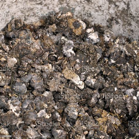 Bird Or Chicken Manure As Fertilizer In Bucket Stock Photo - Download ...