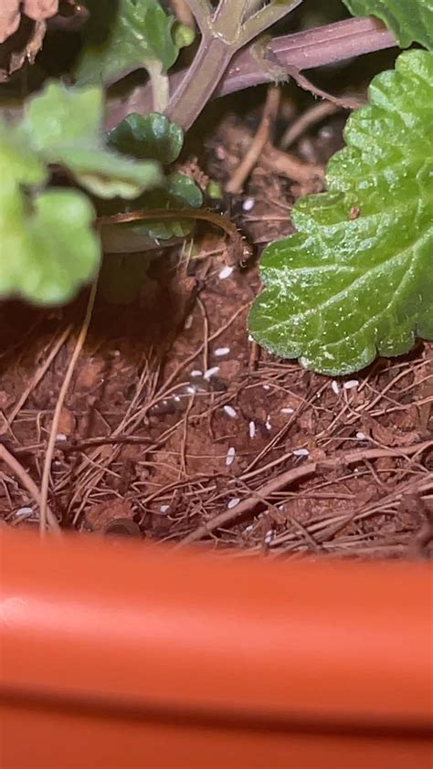 Image result for Spring Tails Bugs Under Microscope