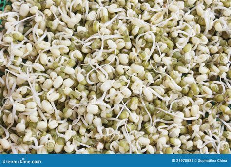 Green bean sprouts stock photo. Image of vegetarian, homegrown - 21978584