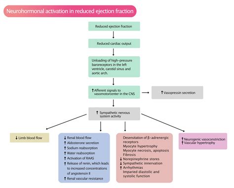 Ejection fraction (EF): Physiology, Measurement & Clinical Evaluation – The Cardiovascular