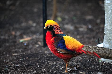 golden, Pheasant, Bird, Colorful, Gold, 3 Wallpapers HD / Desktop and ...