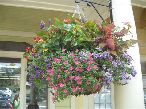 Hanging Basket Plants With Purple Flowers at Mary Bourne blog