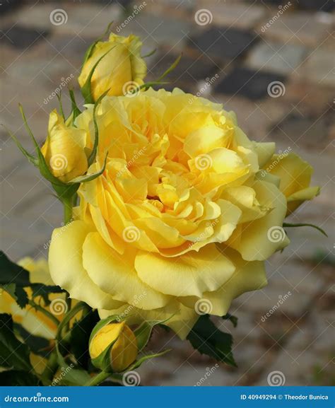 Perfume. Flower Fragrance. The Most Fragrant Yellow Roses In The Garden ...