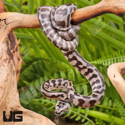 Image result for Jag Python Baby