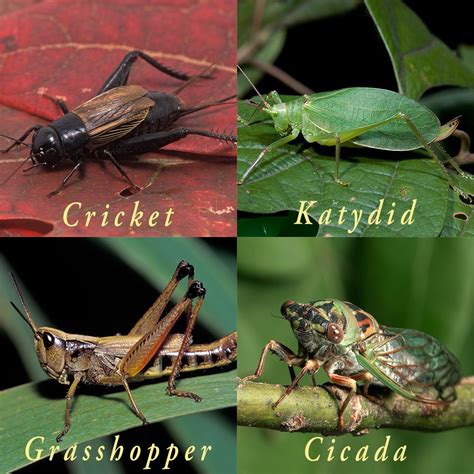 Katydid Life Cycle