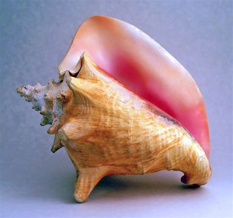 Image result for Conch Shell Food