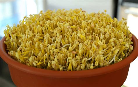 Mung bean sprouts recipe - Maangchi.com