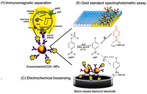 The Applications of Electrochemical Immunosensors in the Detection of ...