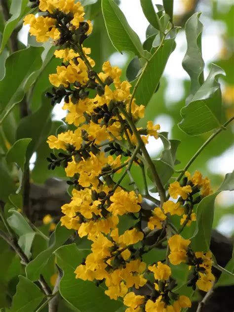 Pterocarpus marsupium, Venga, Indian kino tree, വേങ്ങ | SMPB Kerala