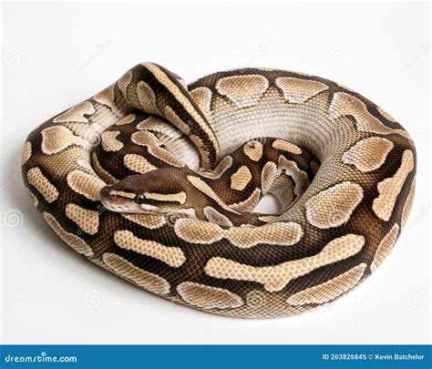 Image result for Lesser Ball Python