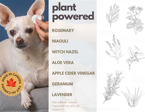 Yeast Infection In Dogs Ears Apple Cider Vinegar at Jordan Bullard blog