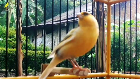 Image result for Canary Training Tips