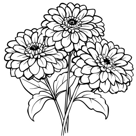 Zinnia Flower outline illustration coloring book page design, Zinnia Flower black and white line ...
