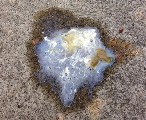 Image result for Normal Chicken Poop