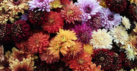 Las 8 flores de otoño más hermosas para el balcón o el jardín