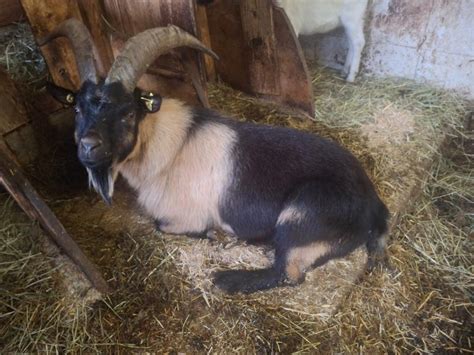 Südtirols Tierbörse Nr. 1 | Luudl