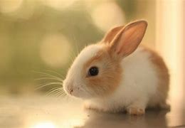 Image result for Pink White Baby Bunnies