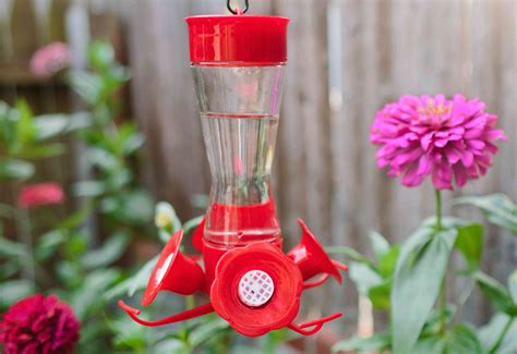 Image result for Hummingbird Feeder Setup