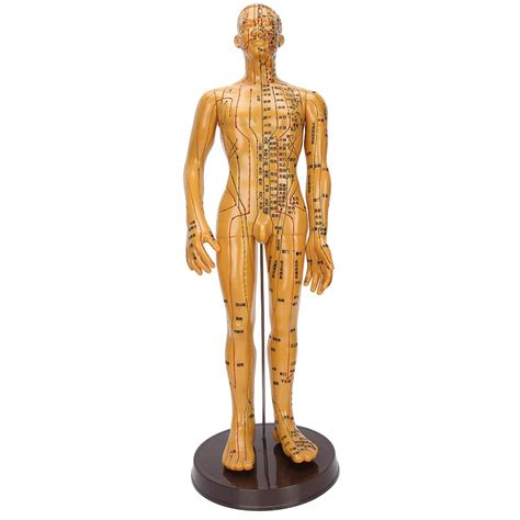 Human Body Acupuncture Model Copper Color Female Male Body Beginners ...