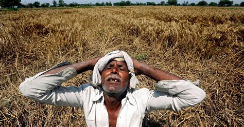 Air Quality, Weather Improved But Crops Damaged In Northern India Due ...