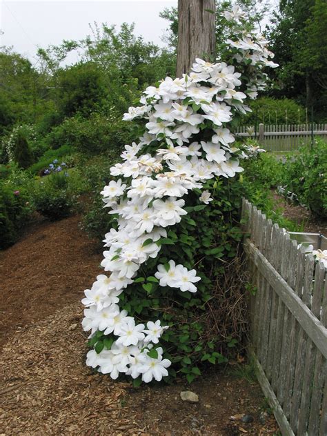 Flower Tour in 2025 | Jasmine plant, Dream garden, White flowering plants