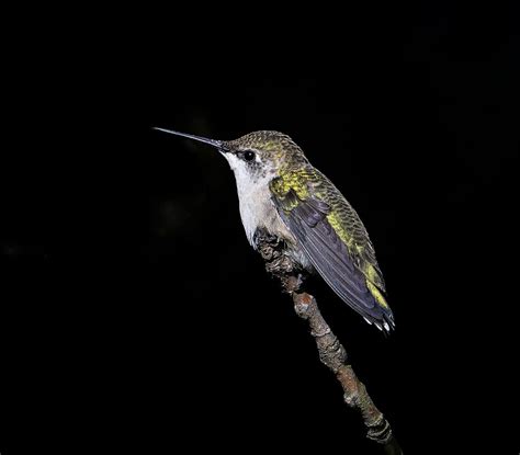 Ruby-Throated Hummingbird - Owen Deutsch Photography