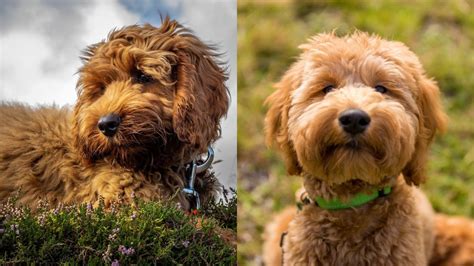 F1 Cockapoo: Generation Guide (F1B, F1BB, F2, F2B, F2BB & F3)