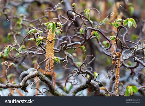 Pruning a Contorted Filbert Tree 的图像结果