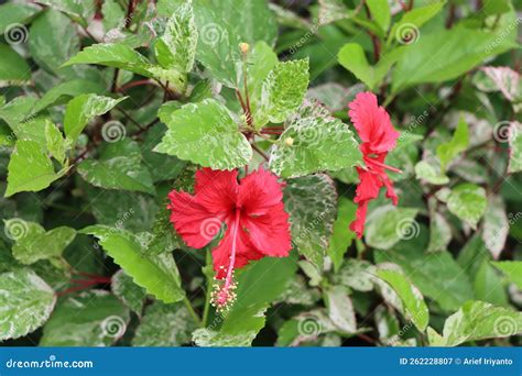 Red Hibiscus Flowers Appear Stock Image - Image of hibiscus, leaf ...